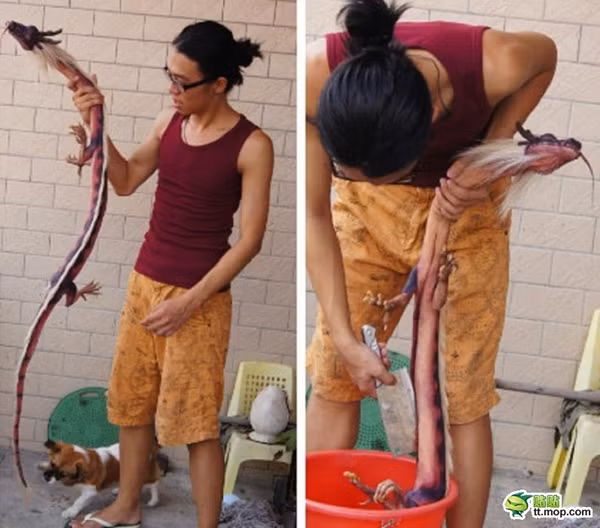 Xôn xao những sinh vật giống rồng - Ảnh 2