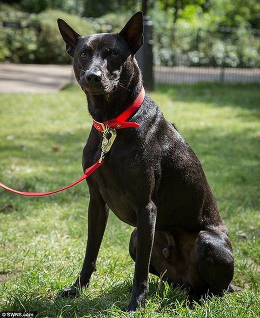 Chó Phú Quốc 340 triệu/con có gì đặc biệt? - Ảnh 3 Chó Phú Quốc 340 triệu/con có gì đặc biệt? - Ảnh 3