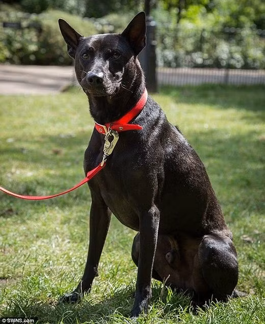 Chó Phú Quốc 340 triệu/con có gì đặc biệt? - Ảnh 3