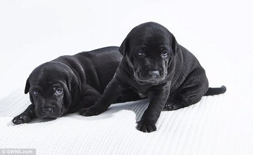 Chó Phú Quốc 340 triệu/con có gì đặc biệt? - Ảnh 2 Chó Phú Quốc 340 triệu/con có gì đặc biệt? - Ảnh 2