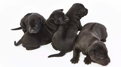 Chó Phú Quốc 340 triệu/con có gì đặc biệt? - Ảnh 1 Chó Phú Quốc 340 triệu/con có gì đặc biệt? - Ảnh 1