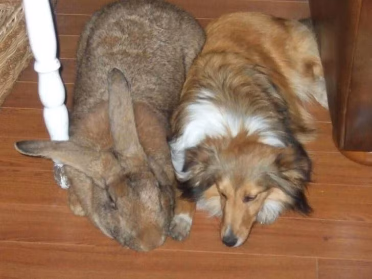 Khi nhìn qua 2 con vật này, bạn nghĩ chúng là những con vật cùng loài nhưng thật ra đây là một con thỏ và một con chó.