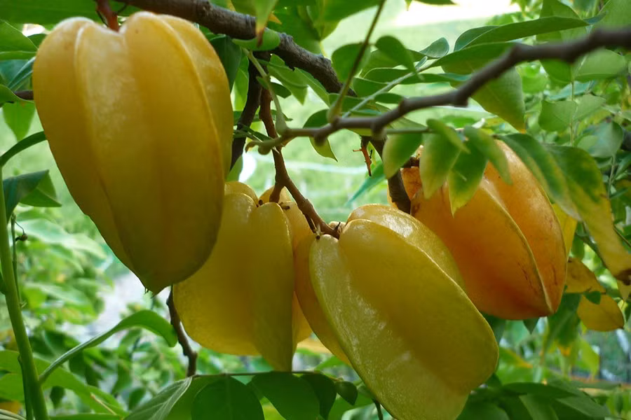 Chỉ cần nhà nào có cây khế mà đậu quả, cảnh rủ ra khỏi bờ tường là y rằng bị tụi trẻ trong xóm đi qua "tiện tay" hái mất.