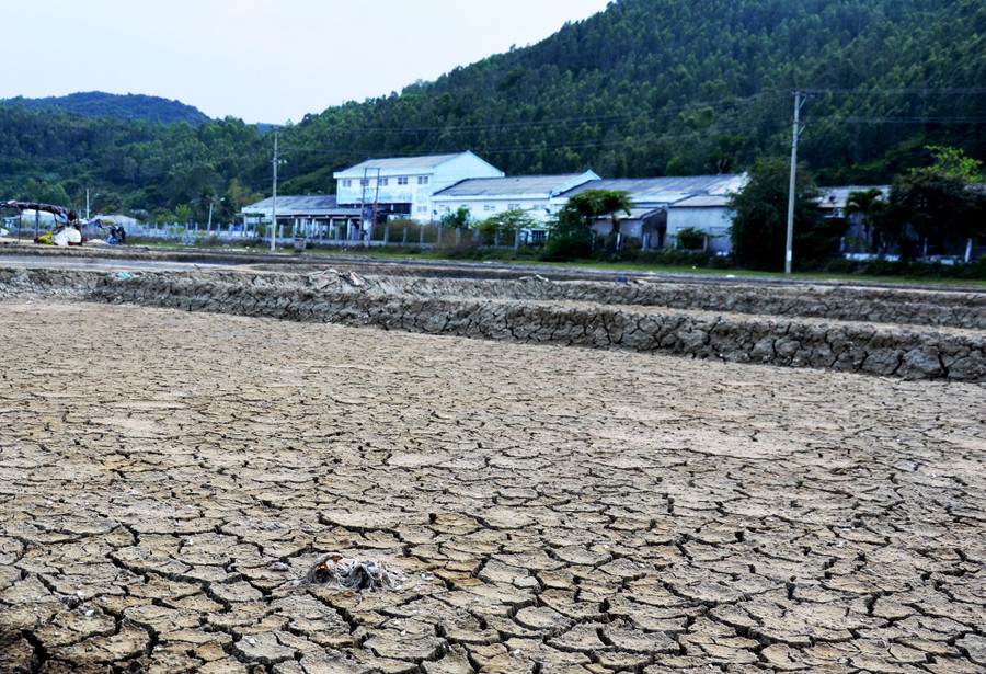 Dù vụ muối 2016 bắt đầu hơn 1 tháng qua nhưng nhiều hộ diêm dân Sa Huỳnh ở thôn Tân Diêm và Long Thạnh 1, xã Phổ Thạnh (huyện Đức Phổ) không tổ chức sản xuất, bỏ ruộng nứt nẻ.