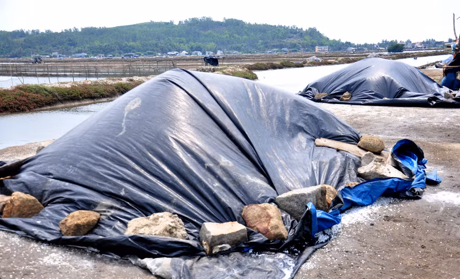 Từng ụ muối phủ bạt kín giữa đồng muối Sa Huỳnh chờ thương lái thu mua.