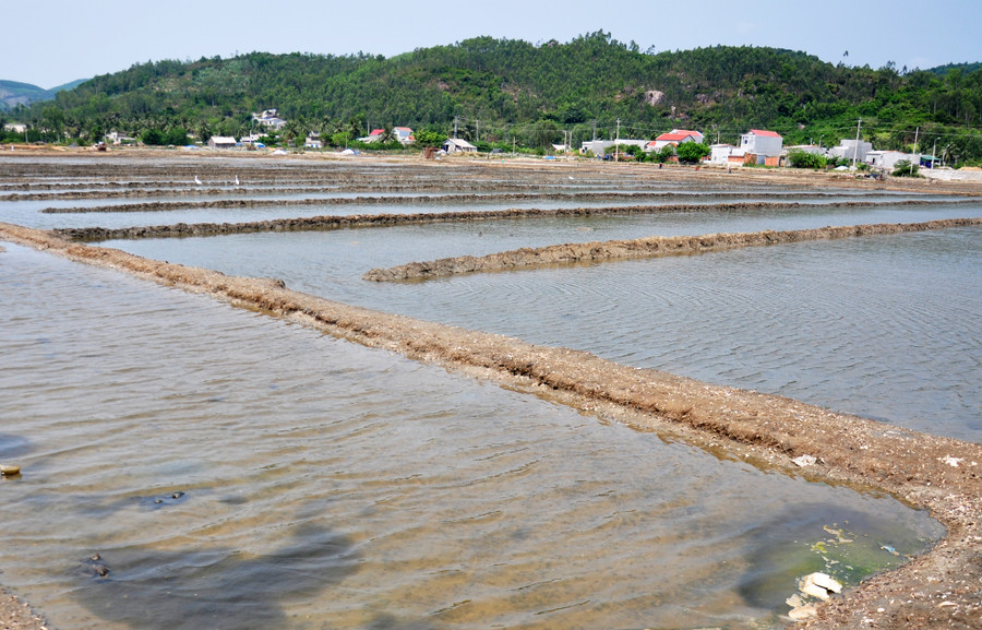 Ông Giả Tấn Tàu- Phó chủ tịch UBND xã Phổ Thạnh cho biết, chưa bao giờ diêm dân bỏ hoang ruộng muối nhiều như năm nay. Toàn xã có gần 120 ha ruộng muối với khoảng 590 hộ diêm dân gắn bó với nghề này. Tuy nhiên, vụ muối năm nay có 120 hộ gia đình bỏ hoang khoảng 30 ha. " Lượng muối còn tồn từ niên vụ trước là 2.000 tấn. Muối đầu vụ liên tục rớt giá thê thảm, chỉ còn còn 400 - 600 đồng/kg nên bà con diêm dân phải tìm nghề khác mưu sinh kiếm sống", ông Tàu nói.