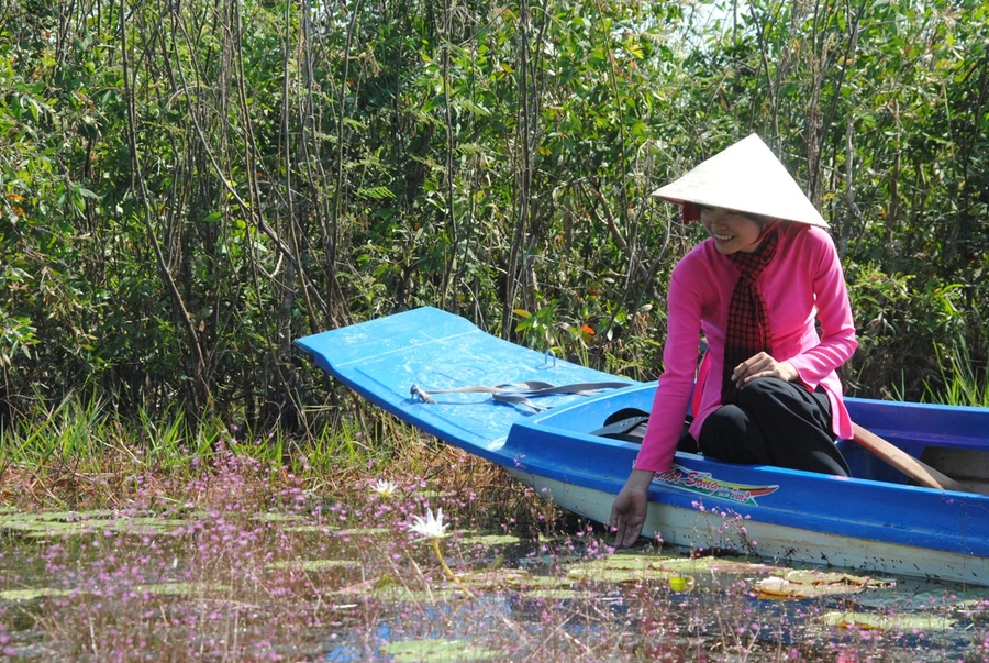 Đẹp ngỡ ngàng với hoa Nhĩ cán tím ở Tràm Chim 