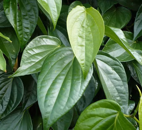 3 cach tri nam va mun chi bang la trau khong - Anh 4