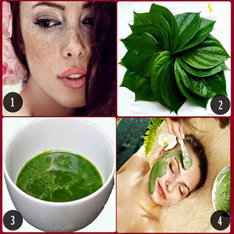 3 cách trị nám và mụn chỉ bằng lá trầu không - Ảnh 3 3 cach tri nam va mun chi bang la trau khong - Anh 3