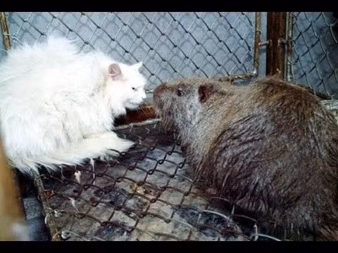 Iran một thời: Chuột 5kg chạy tung tăng trên phố, mèo cụp đuôi, dân hoảng loạn ảnh 2