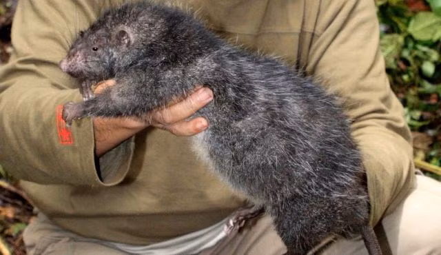 Iran một thời: Chuột 5kg chạy tung tăng trên phố, mèo cụp đuôi, dân hoảng loạn ảnh 4