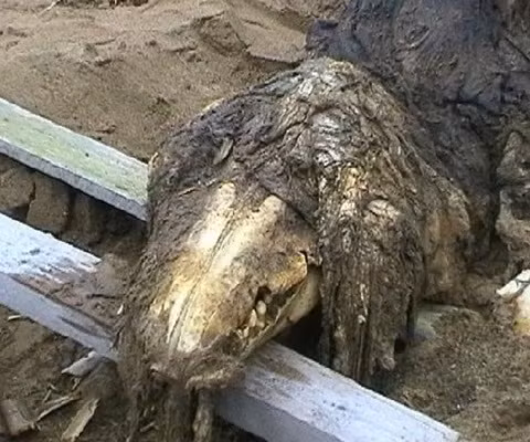 Bộ xương này khiến nhiều người nghĩ về nguy cơ vẫn còn tồn tại những loài động vật ăn thịt nguy hiểm từ thời tiền sử Bộ xương này khiến nhiều người nghĩ về nguy cơ vẫn còn tồn tại những loài động vật ăn thịt nguy hiểm từ thời tiền sử