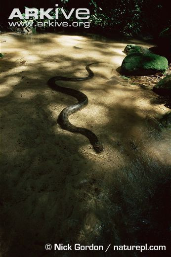 Đã có những tin tức cho rằng rắn khổng lồ thích ăn thịt người. Ngày 30/10/1990, tuần báo World News đã đăng một loạt bức hình về một con rắn khổng lồ dài gần 7m, nặng hơn 150kg được các nhà nghiên cứu Nhật Bản bắt được tại Amazon. Con rắn có cái bụng căng tròn vì vừa xơi tái con mồi.