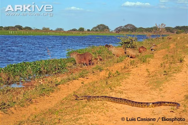 Trăn khổng lồ ngụy trang rất tốt trong các đầm nước nên chúng dùng những vùng này làm nơi trú ngụ. Chúng giấu mình dưới nước và săn mồi bằng cách quấn chặt thân quanh con mồi, xiết chặt khiến nạn nhân chết vì ngạt thở, vỡ nội tạng hoặc chảy máu bên trong. Sau khi con mồi chết, trăn khổng lồ sẽ nuốt toàn bộ nạn nhân vào trong bụng.