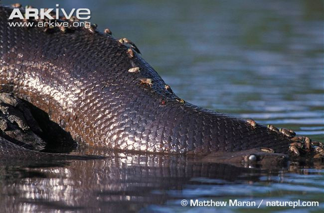 Đã từng có một số báo cáo lịch sử do các nhà thám hiểm Nam Mỹ người châu Âu mô tả rằng họ nhìn thấy những con rắn khổng lồ dài tới 50 m. Thổ dân địa phương thì khẳng định họ từng thấy nhiều con rắn khổng lồ dài tới 15 m. Tuy nhiên cho tới nay vẫn chưa có ai bắt được con rắn nào có kích thước tương tự.