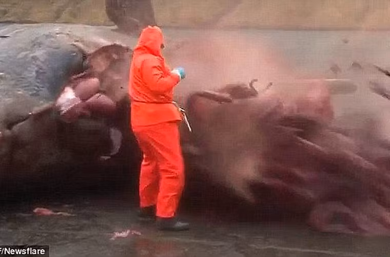 Xác cá voi căng phồng, chực nổ tung bên bờ Địa Trung Hải ảnh 3
