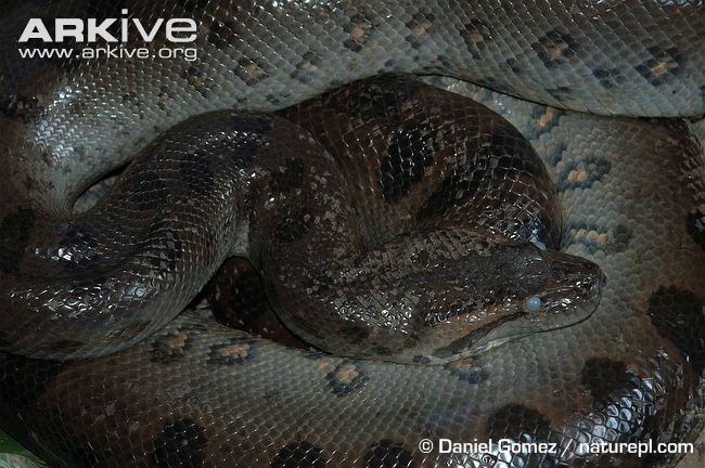 Ngày 8/1/1991, tờ báo trên đã cho đăng lại các bức ảnh cũ kèm theo chú thích cho biết con rắn là thủ phạm ăn thịt tới 6 em nhỏ.