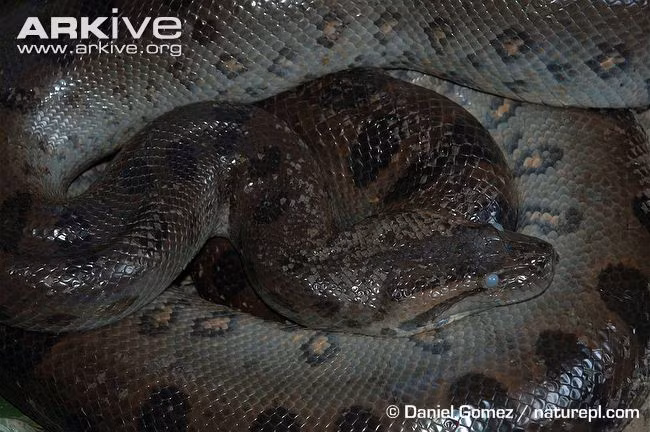 Ngày 8/1/1991, tờ báo trên đã cho đăng lại các bức ảnh cũ kèm theo chú thích cho biết con rắn là thủ phạm ăn thịt tới 6 em nhỏ.