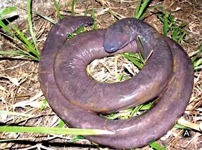 Hoảng hốt trước loài rắn mù có hình thù giống... “của quý” ảnh 6