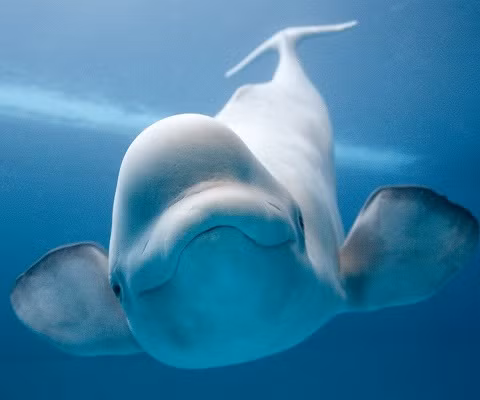 Cá voi Beluga là lời giải cho bài toán đau đầu đó Cá voi Beluga là lời giải cho bài toán đau đầu đó