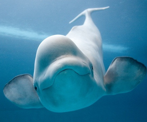 Cá voi Beluga là lời giải cho bài toán đau đầu đó Cá voi Beluga là lời giải cho bài toán đau đầu đó