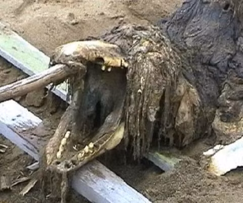 Ban đầu, không có loài cá nào khớp với hình dạng bộ xương Ban đầu, không có loài cá nào khớp với hình dạng bộ xương