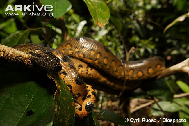 Thêm một điều nữa rằng các tấm ảnh không phải vừa được chụp mà đã có từ thời thế chiến thứ hai. "Các nhà nghiên cứu Nhật Bản" thực tế là các quân nhân và dấu hiệu quân đội trên trang phục của họ đã được McBribe cố ý tẩy bỏ. Con rắn khổng lồ trong bức ảnh cũng không phải "đồ thật" mà chỉ là một chú trăn châu Á được chỉnh sửa.