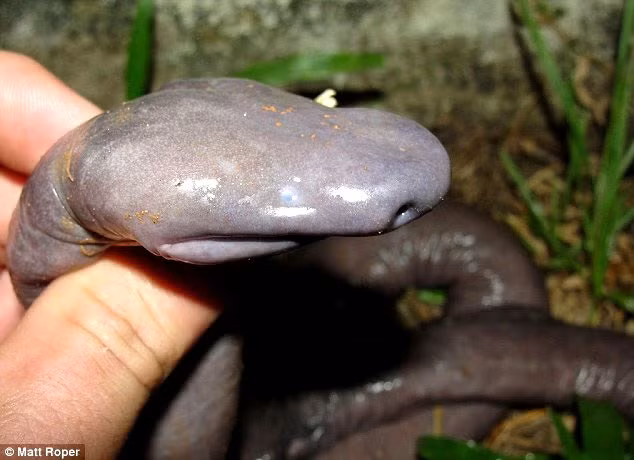 Hoảng hốt trước loài rắn mù có hình thù giống... “của quý” ảnh 3