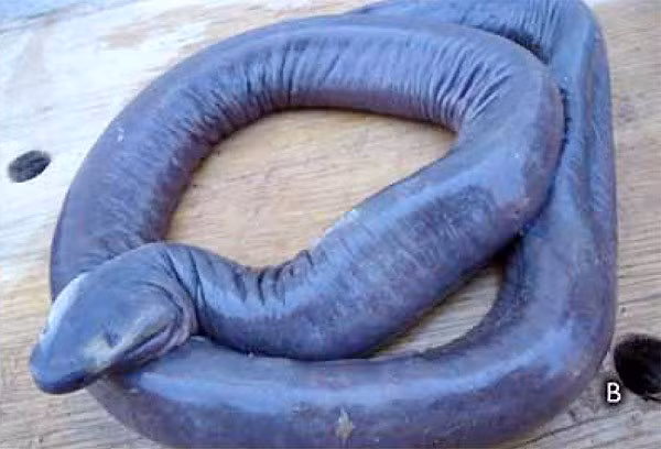 Hoảng hốt trước loài rắn mù có hình thù giống... “của quý” ảnh 5