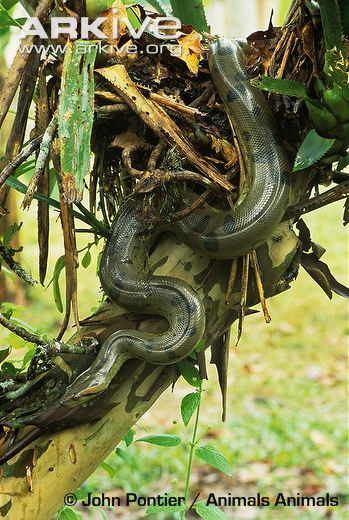 Trong số bốn loại rắn khổng lồ nói trên, loại màu xanh có kích thước lớn nhất, con trưởng thành có thể dài tới 9 m và nặng 550 kg. Kích thước ngoại cỡ của chúng chỉ có thể thua kém một chút so với người "anh em" trong các loài bò sát, đó là giống trăn gấm châu Á. Loại trăn này có chiều dài lớn nhất trong các sinh vật họ rắn, con trưởng thành có thể lên tới gần 10 m.