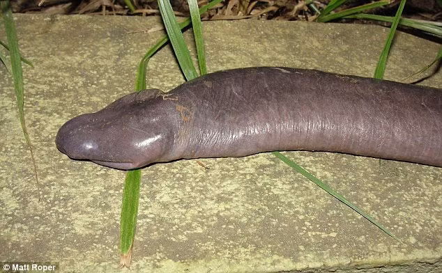 Hoảng hốt trước loài rắn mù có hình thù giống... “của quý” ảnh 2