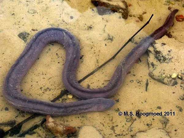 Hoảng hốt trước loài rắn mù có hình thù giống... “của quý” ảnh 1