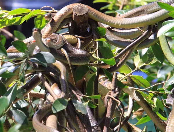 Hàng trăm con rắn lục đuôi đỏ ngụy trang trên cây ảnh 6