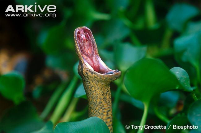 Có thể nói hiện nay không một loài rắn nào có thể giành lấy "ngai vua" từ loài anaconda.