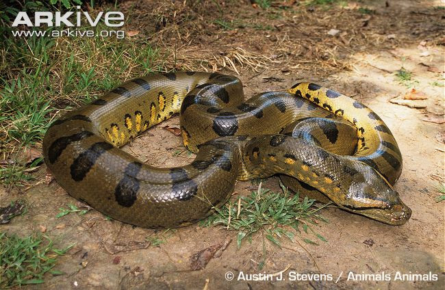 Rắn anaconda là một chi rắn khổng lồ sống ở lưu vực sông Amazon, Nam Mỹ. Rắn khổng lồ (tên quốc tế: anaconda, tên địa phương: sucuri) gồm bốn loài rắn thích sống dưới nước, hoặc ẩn náu trong các đầm lầy, các con sông và các cánh rừng rậm của khu vực Nam Mỹ. Chúng gồm các loài màu xanh, màu vàng, đốm trắng đen và rắn khổng lồ Bolivia.