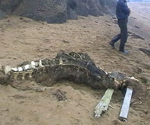 Bộ xương kỳ dị được tìm thấy ở vùng biển nước Nga vào năm 2006 Bộ xương kỳ dị được tìm thấy ở vùng biển nước Nga vào năm 2006