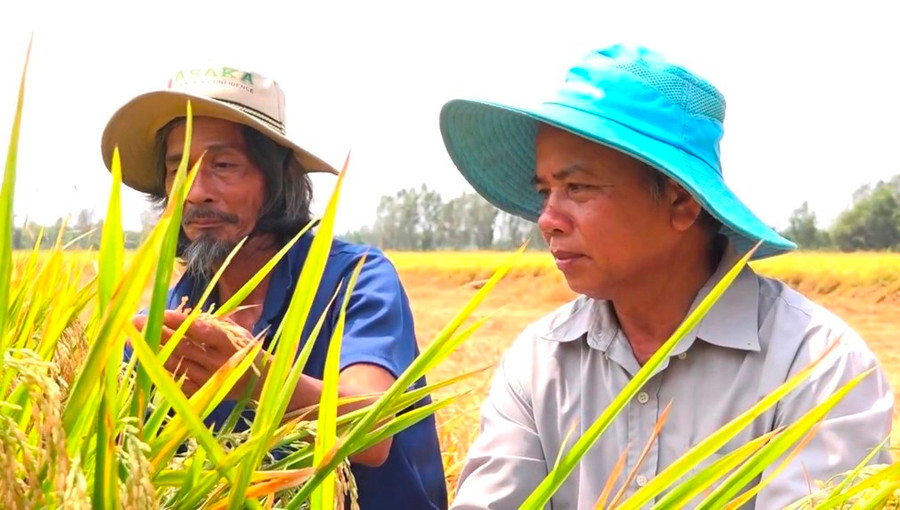 Ông Oanh (phải) đang kiểm tra các giống lúa lai đang được trồng thử nghiệm.