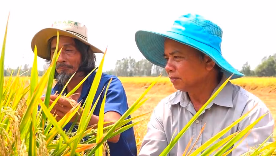 Ông Oanh (phải) đang kiểm tra các giống lúa lai đang được trồng thử nghiệm.