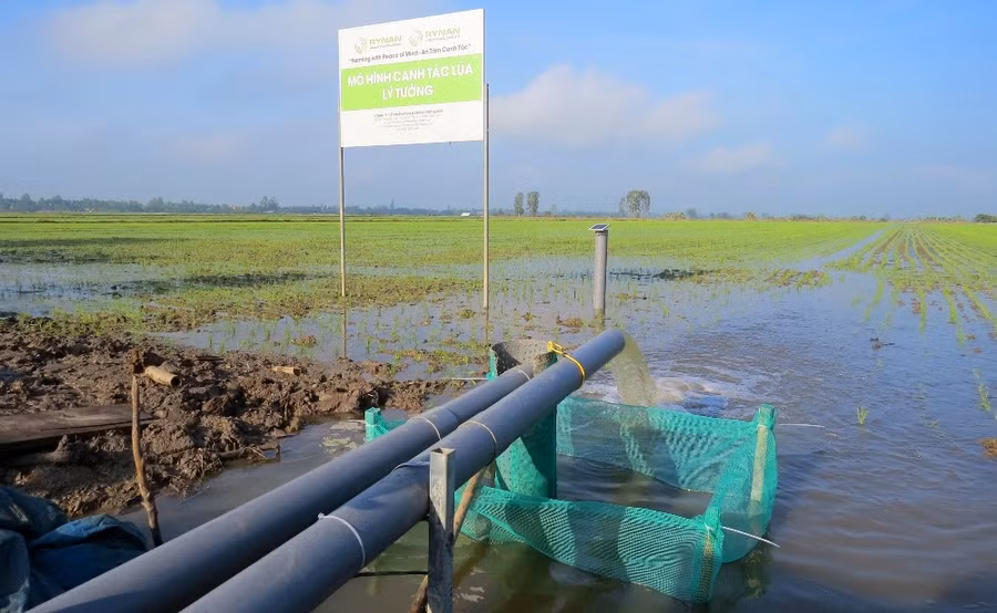 Mô hình canh tác lúa lý tưởng tại HTX DVNN Mỹ Đông 2.