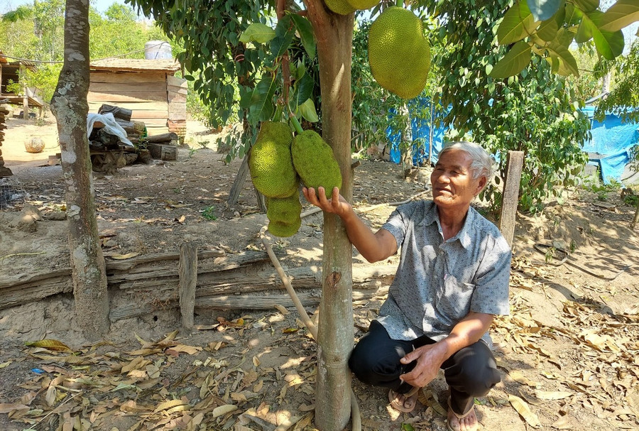 Để bà con tin tưởng, già A Nhất áp dụng khoa học kĩ thuật vào sản xuất trên chính mảnh đất của gia đình. Để bà con tin tưởng, già A Nhất áp dụng khoa học kĩ thuật vào sản xuất trên chính mảnh đất của gia đình.