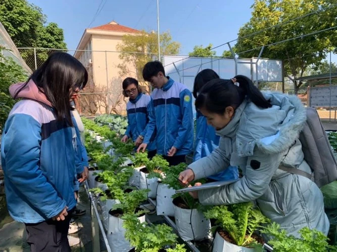 HS Trường THPT chuyên Lào Cai (Lào Cai) học và nghiên cứu ngay trên vườn thí nghiệm. Ảnh: Đức Trí