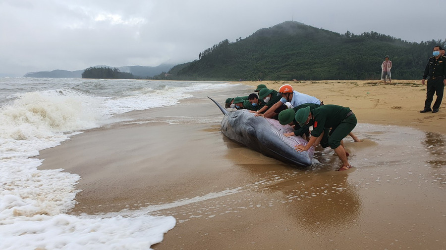 Lực lượng biên phòng và người dân đang nỗ lực giải cứu để đưa cá voi về với biển. (Ảnh Ngọc Bình).