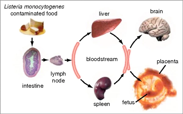 Vòng đời gây bệnh của vi khuẩn Listeria monocytogenes