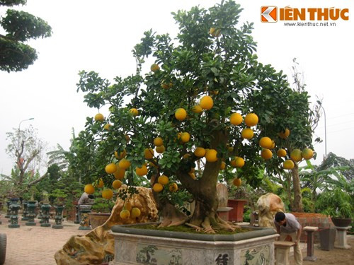 Ve dep hiem co cua buoi canh tram trieu o Ha Noi