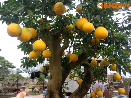 Ve dep hiem co cua buoi canh tram trieu o Ha Noi-Hinh-2