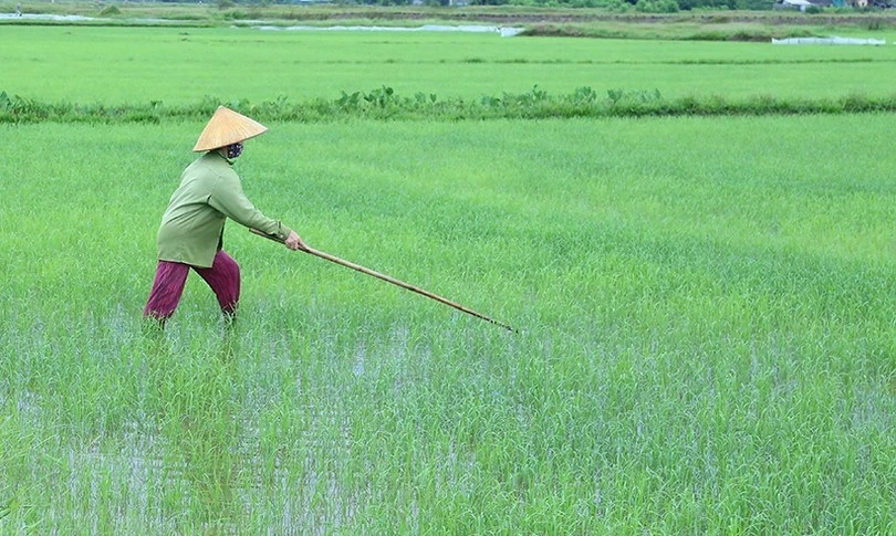 Tản văn: Nôn nao nhớ ngọn gió Xuân