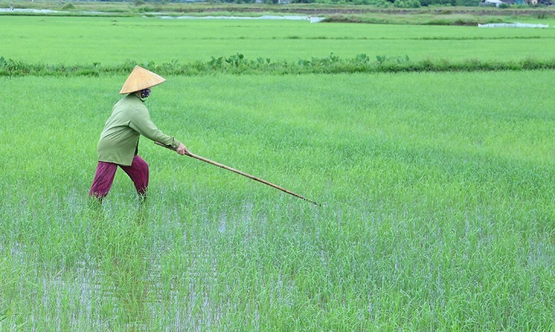 Tản văn: Nôn nao nhớ ngọn gió Xuân