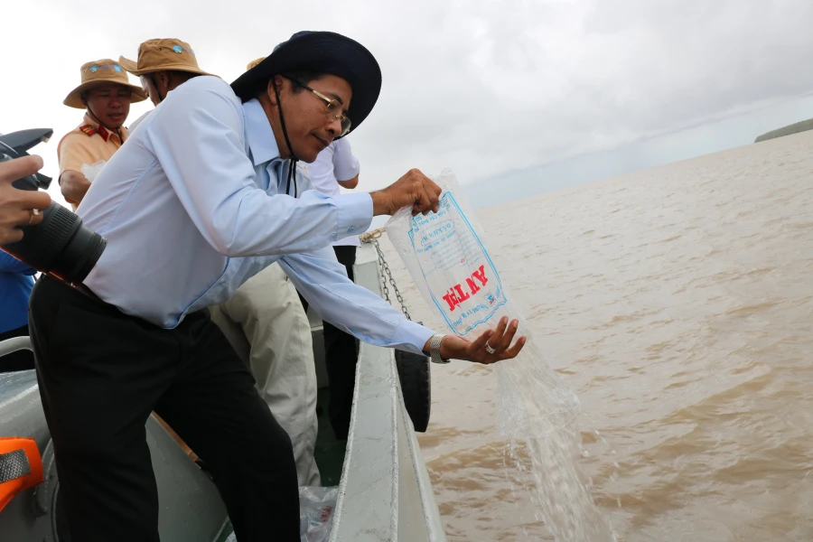 Tôm sú giống được thả xuống biển