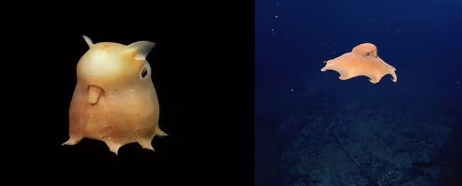 Những sinh vật có thực bước ra từ phim viễn tưởng ảnh 19