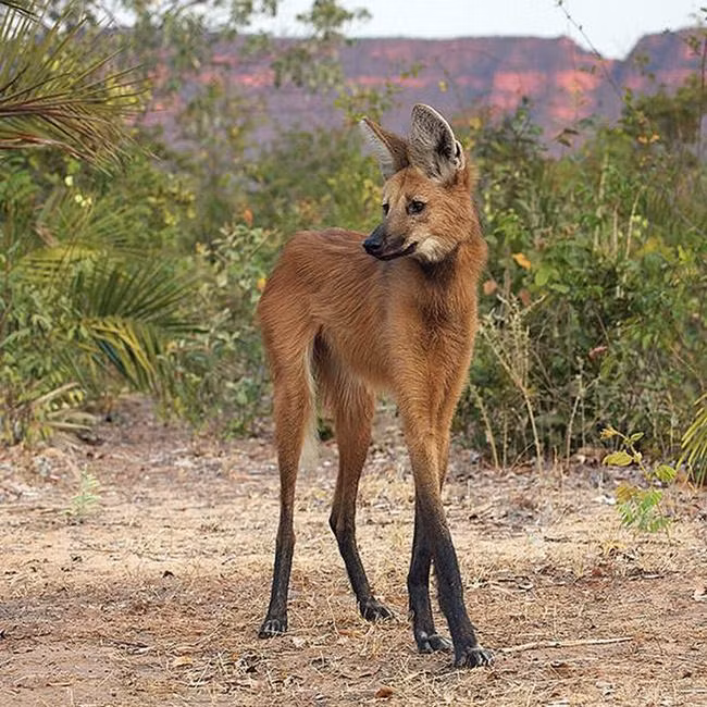 Những sinh vật có thực bước ra từ phim viễn tưởng ảnh 12